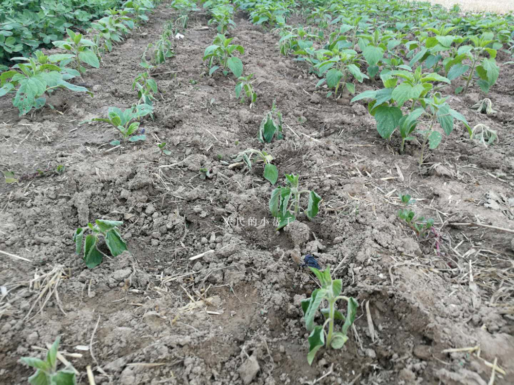 芝麻的种植技术和管理（芝麻的种植技术和管理方法）-第3张图片-巴山号