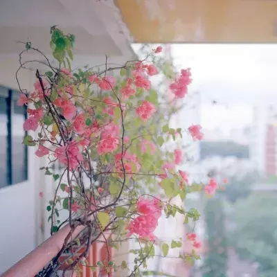 小短句 | 愿你静心忍耐，终见花开