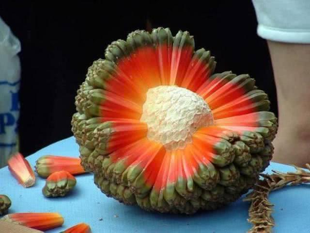 箬竹叶是什么东西（关于箬竹叶的使用方法）