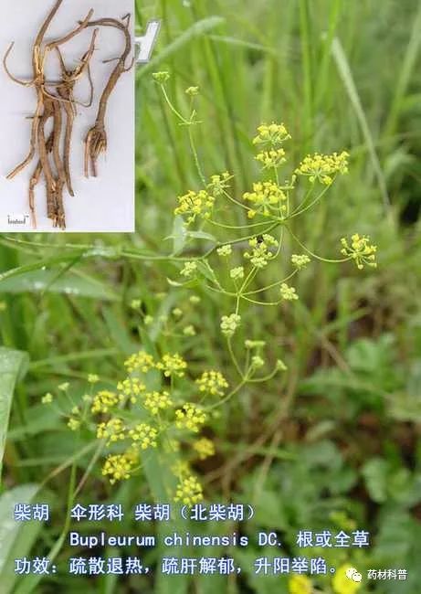 北柴胡的功效与作用 北柴胡的禁忌-徐拾记官网