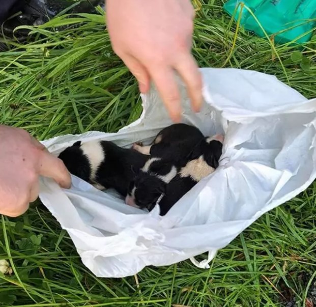 狗狗刚出生不久便遭遗弃，救援人员赶到后表示：袋子破掉就没命了