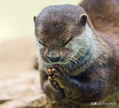 海獭可以当宠物吗（想要一只水獭当宠物需要几步）