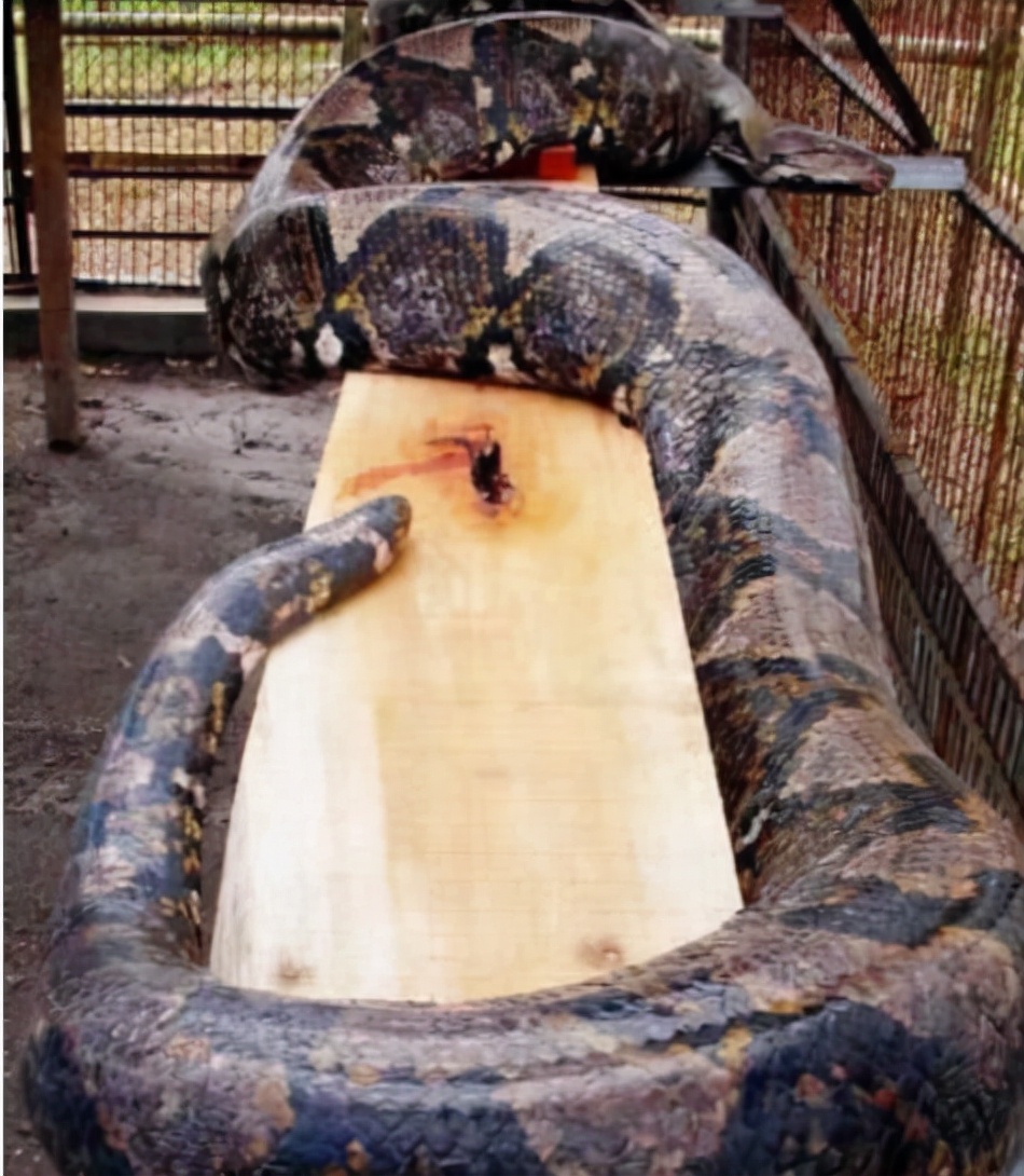 北京动物园蟒蛇死亡图片