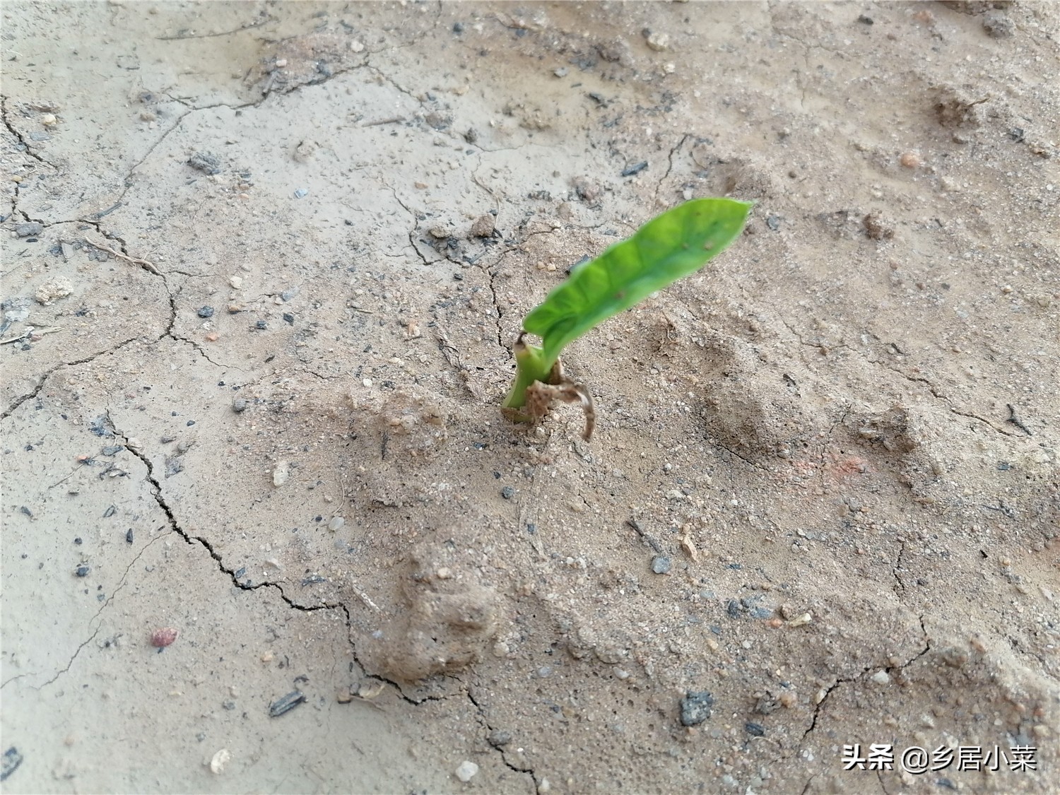 芋头叶子怎么种（叶用芋苗的种植方法和技巧）