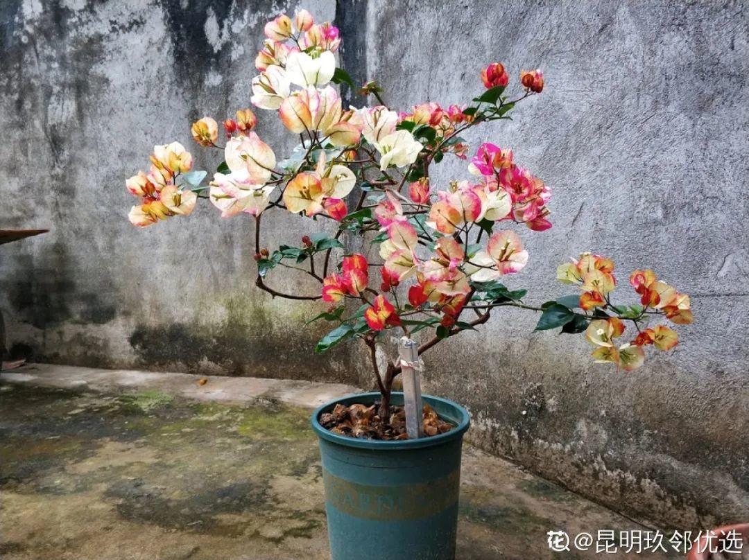 春天种什么花（春天最好养的20种花长得快）