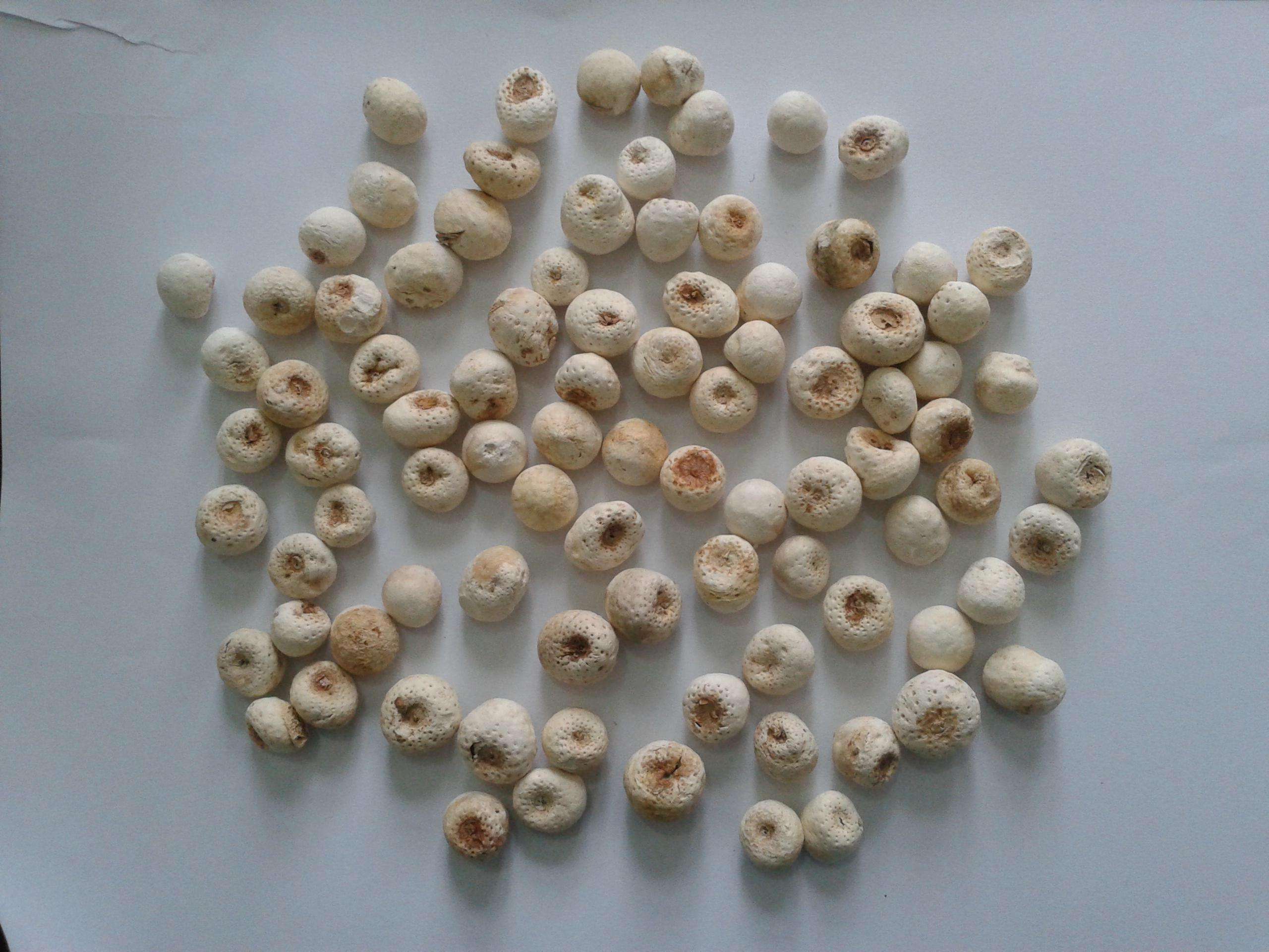 半夏曲的功效与作用(半夏5忌3不宜) - 行就行