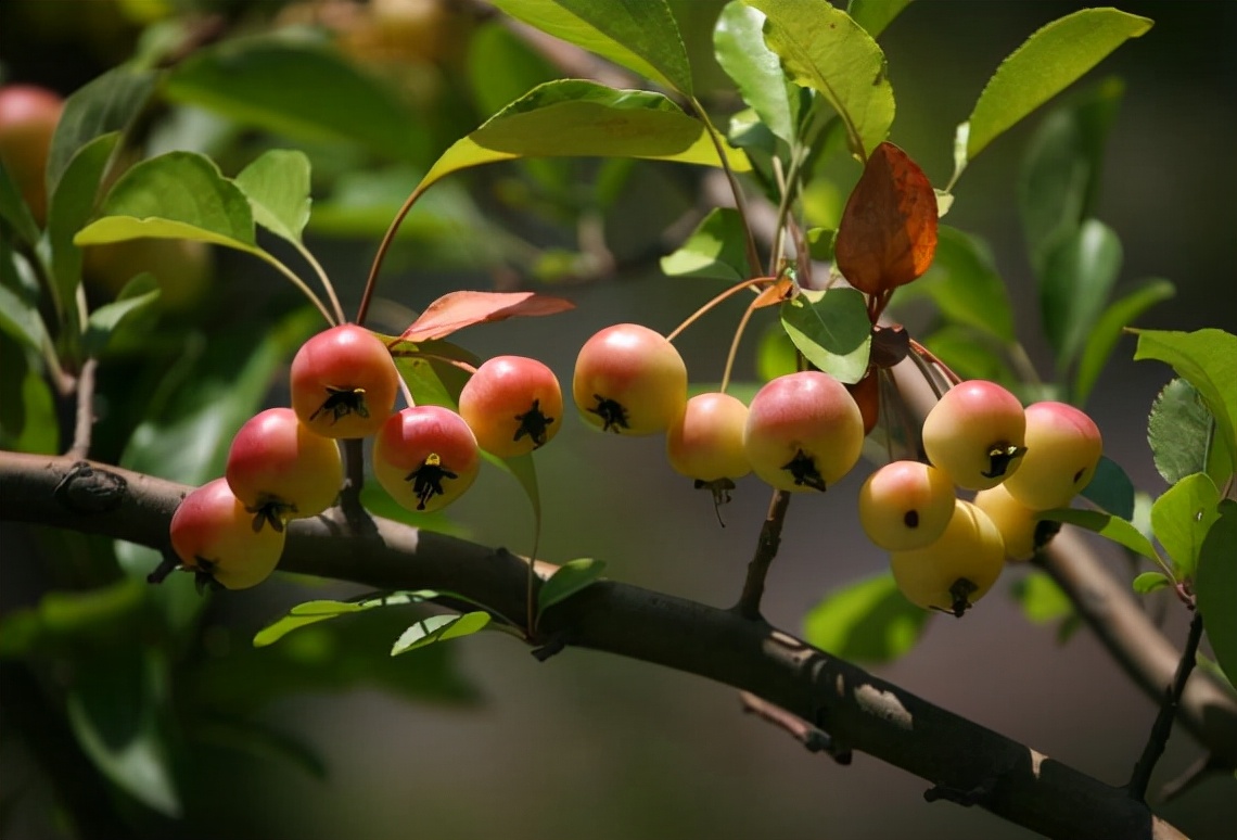 楸子能吃吗 -生活知识库-动动脑