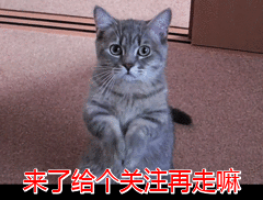 5种“爆款”猫粮测评｜不吹不黑，养猫必看