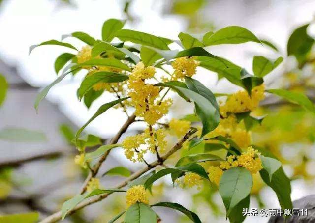 桂花树栽培技术（教你6个养殖方法花开百朵满屋香）