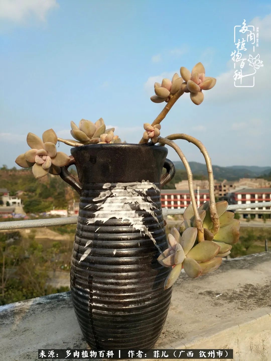 有多肉相伴，何惧风雨