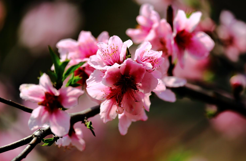 严从怀 | ​远溢清香花色美 宜人风采醉郎君（花木情缘十二）