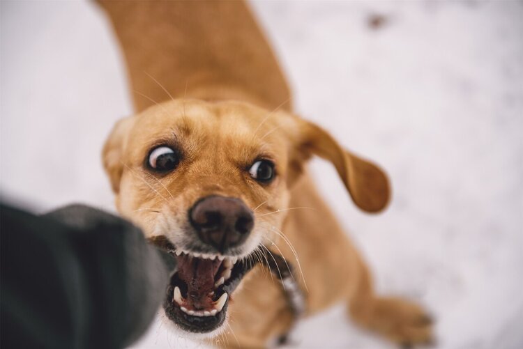 打完狂犬疫苗后再次被咬伤如何处理？狂犬病致死率极高需紧急就医