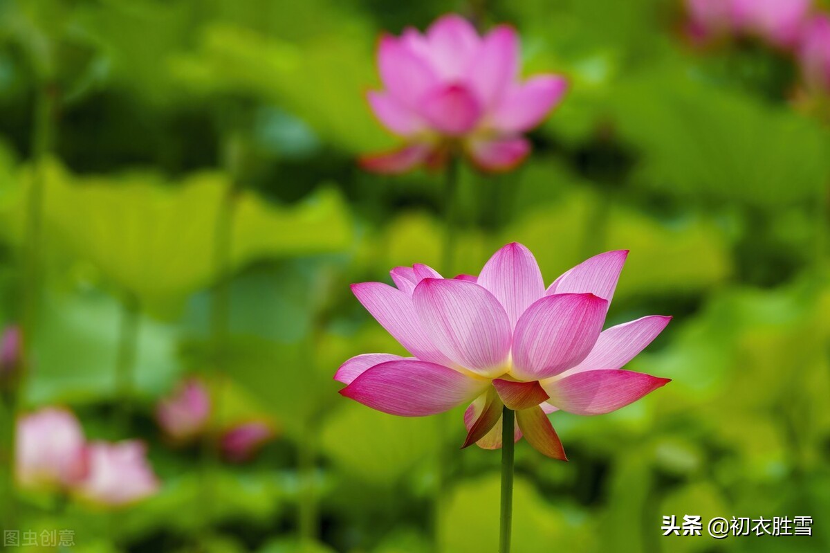 秋荷红衣美诗六首：荷花万顷照红衣，水泥红衣白露秋