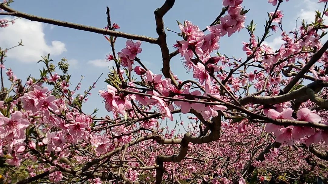 成都附近花海图片