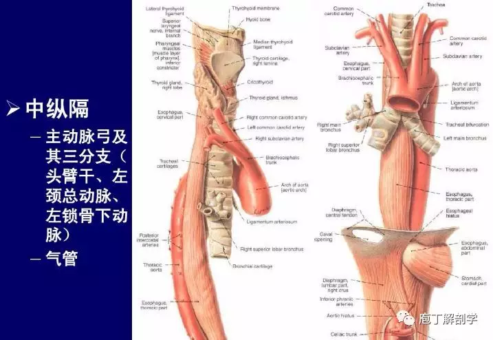 纵隔解剖 + 纵隔疾病X线诊断要点