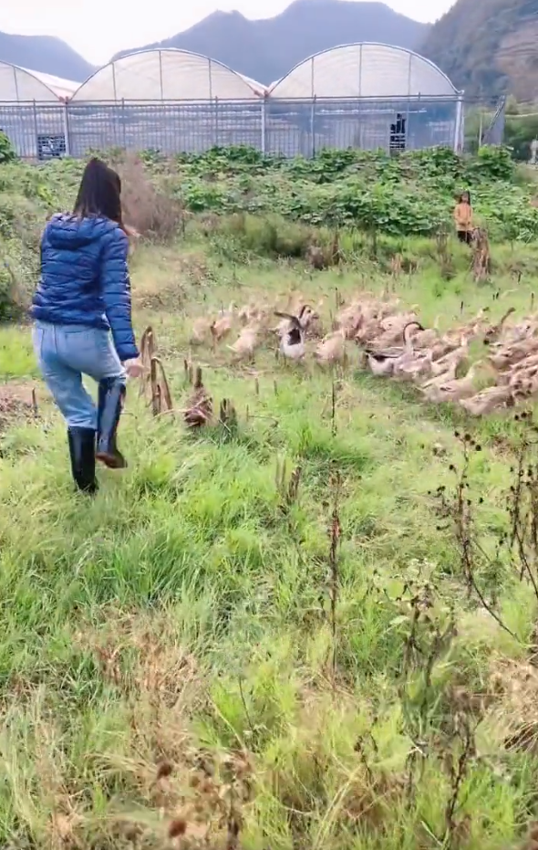 55岁李若彤户外抓鸭子,挥臂追逐大笑超兴奋,引发数十名村民围观