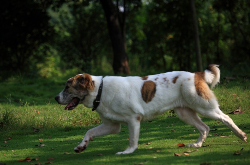 世界杯冠军中亚牧羊犬(中亚牧羊犬，勇猛无畏的战斗猛犬，用眼神就可威慑外敌)