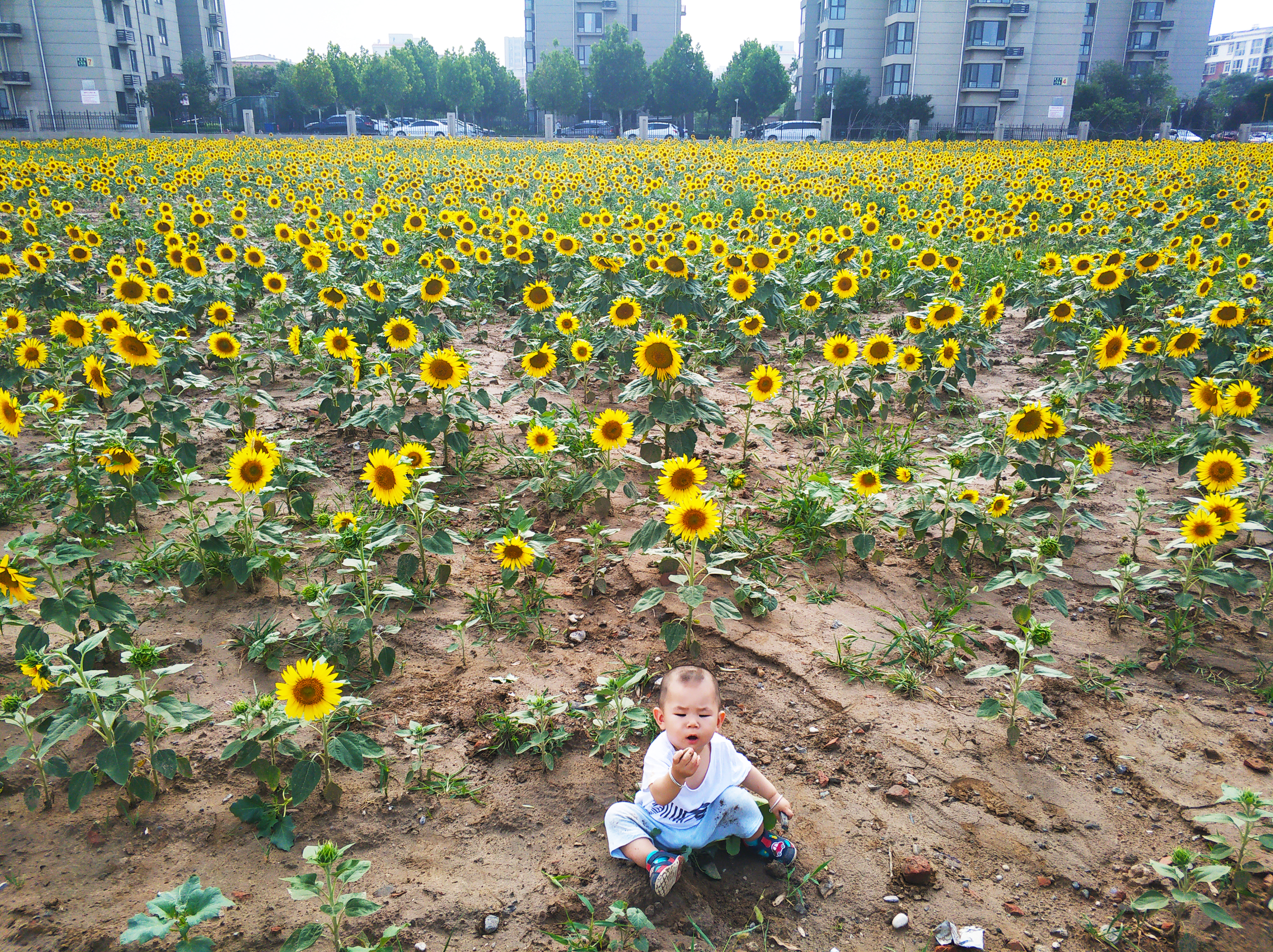 向日葵什么时候开放(北京大兴400亩向日葵绽放，免费开放，花期持续到8月底)