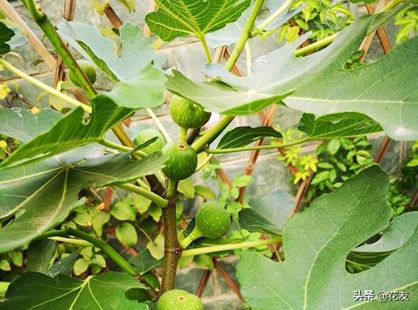 无花果一年可以结几次果（详解无花果盆栽结果要点）