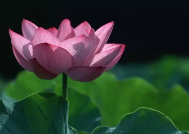 广州市市花是什么（全国56个城市的市花介绍）