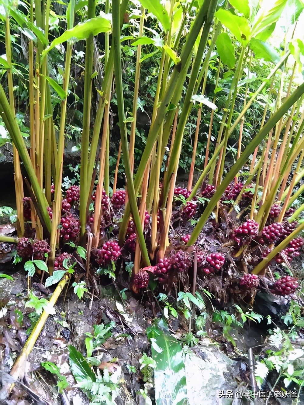草果图片长什么样(草果的具体功效和作用介绍)