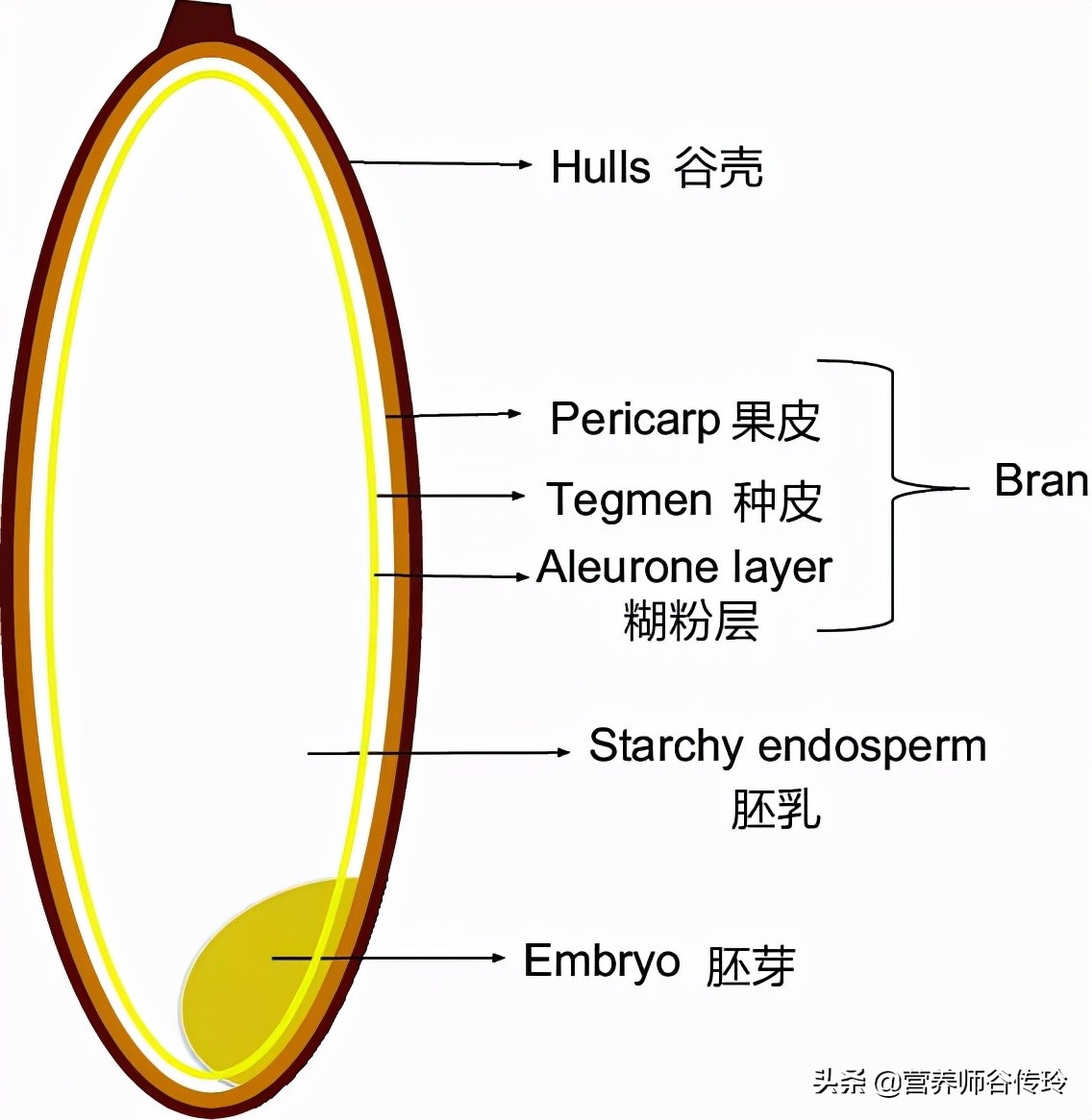 1粒胚芽米的营养≈128粒精白米？选胚芽米的2个关键点