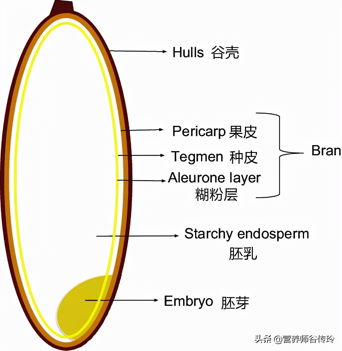 1粒胚芽米的营养≈128粒精白米？选胚芽米的2个关键点