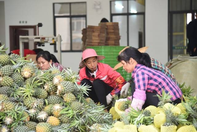 徐闻菠萝产销对接会火热进行！现场签约采购1.84亿斤