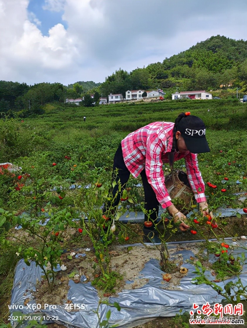 漫水河镇：绿色产业照亮美好乡村致富路