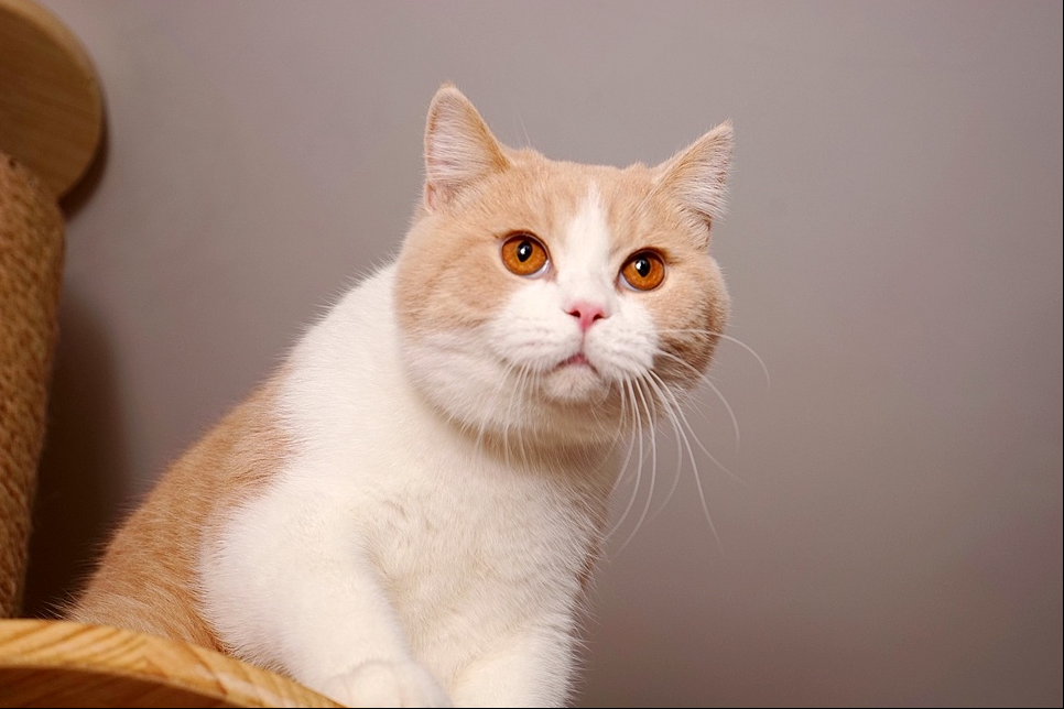 英国短毛猫的6大优点，养过之后，就不想换猫了