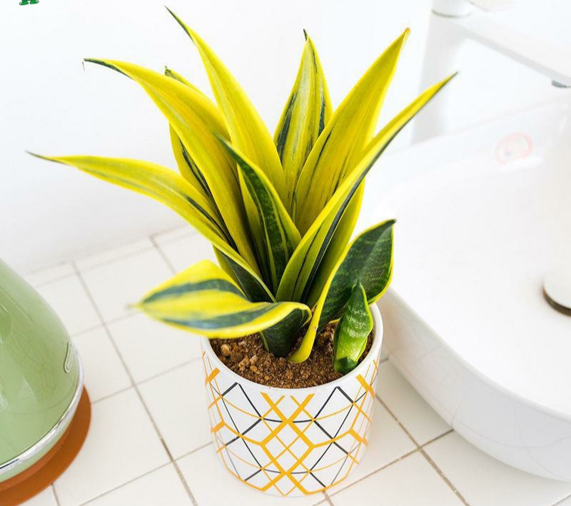 植物名称大全(植物的种类大全及名字)