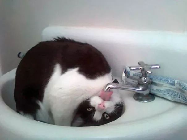 十大智商堪忧的猫咪品种盘点