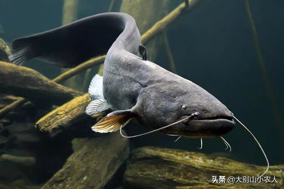 世界十大恐怖水怪：巨型食人鲶鱼的惊悚传说