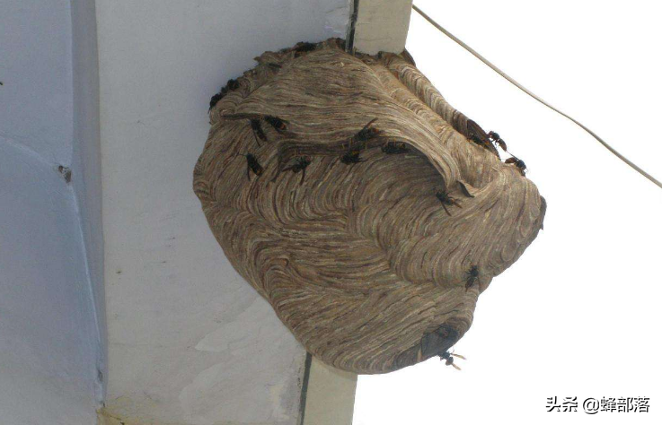 贵州发现吊车才能搬动的马蜂窝?假的!马蜂,蜜蜂,胡蜂,有区别