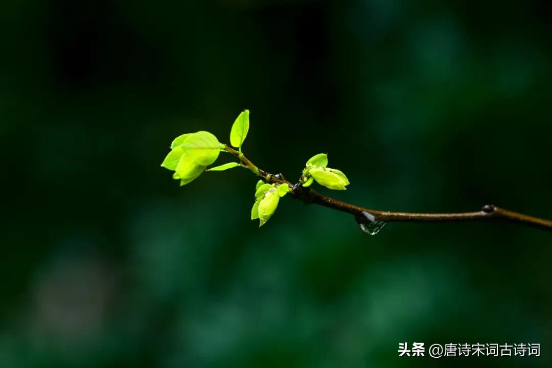 春天的节气图片（跟随节气见证春天的美丽）