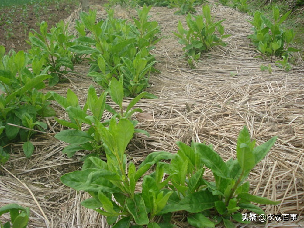 明月草的功效与作用(农村一种野草) - 行就行