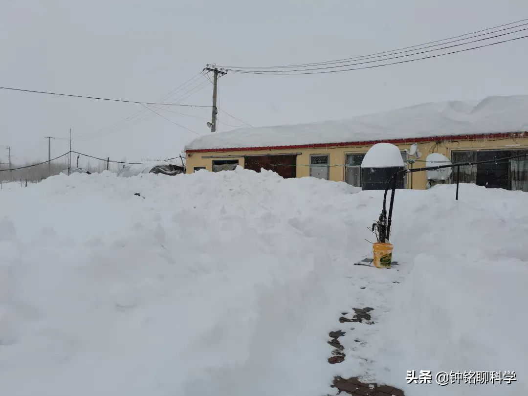 极端大暴雪袭击东北！农村猪牛被冻死，野猪和东北虎会受灾吗？