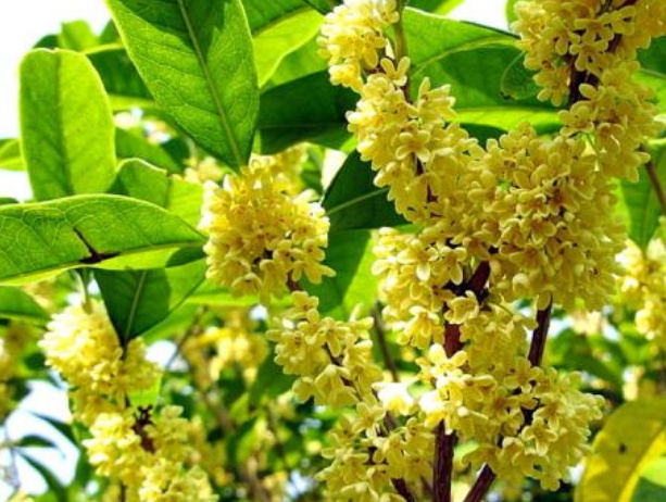 桂花树烂根怎么办？