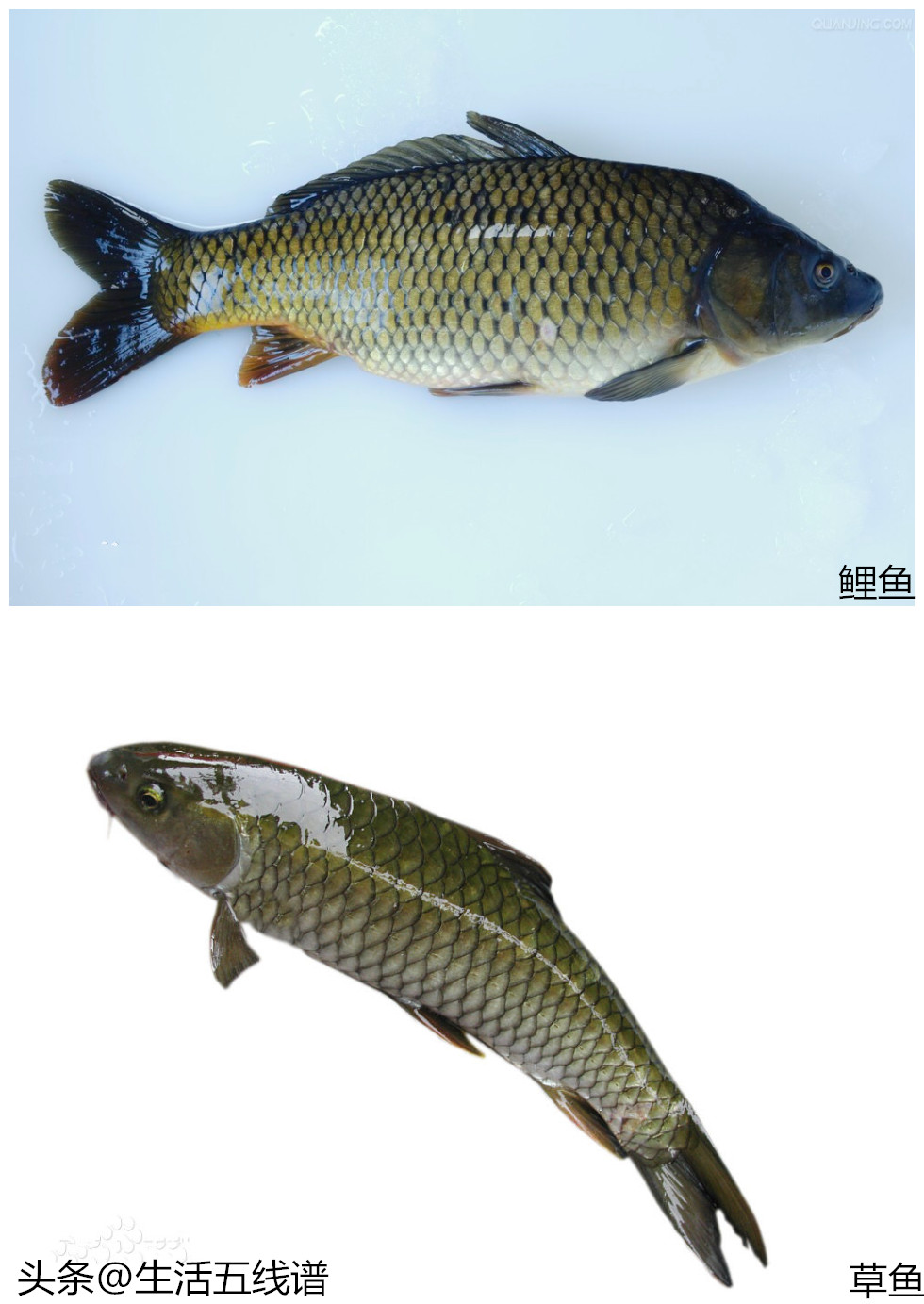 草魚和鯉魚的區別(鯉魚和草魚2種魚的區分方法)