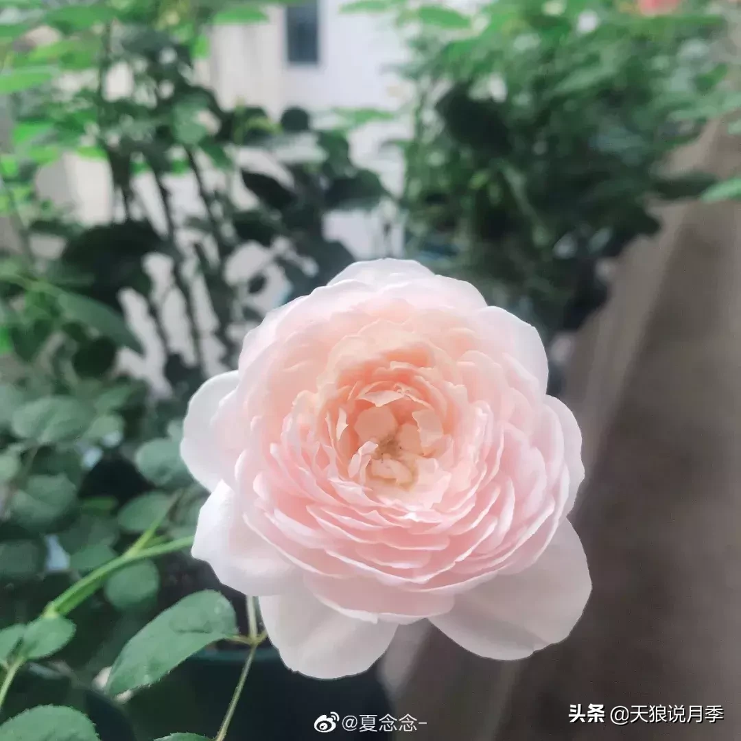 瑞典女王月季一年开几次花（瑞典女王的多年记录及讲解）