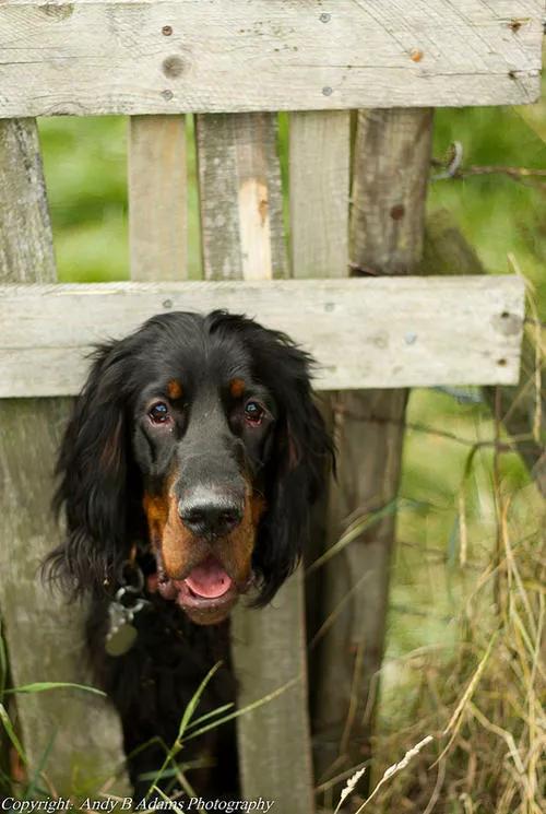 英国雪达犬(英国雪达犬)