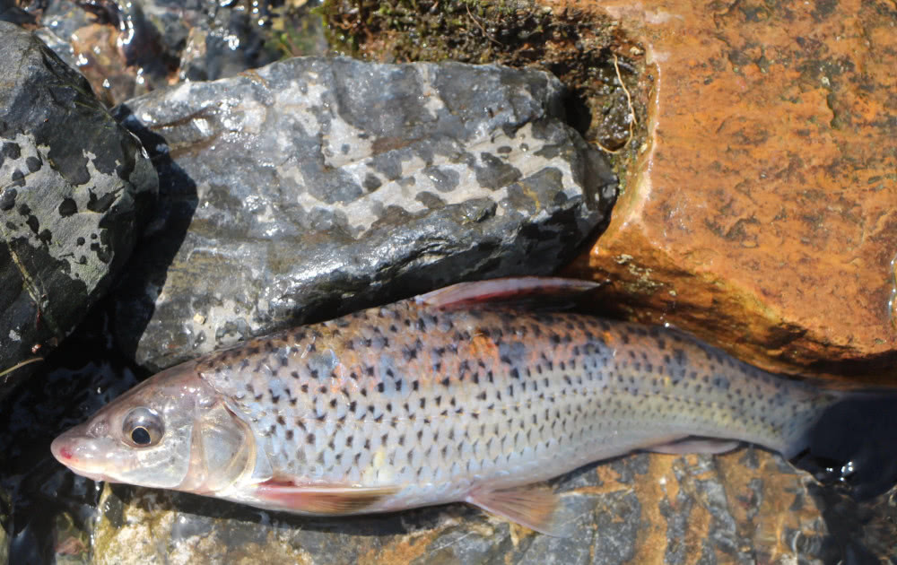 格鱼学名叫什么(格利是什么鱼) - 风集网