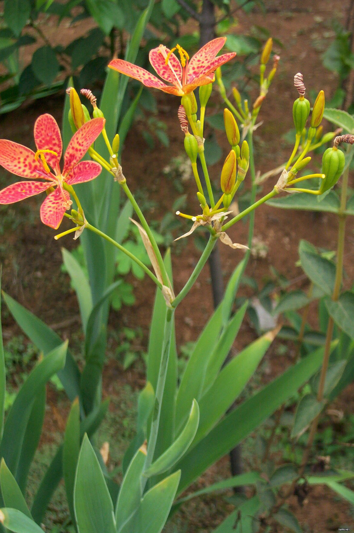 中药材射干安国今日价格_中药材射干的种植技术和市场价格 - 励志人生
