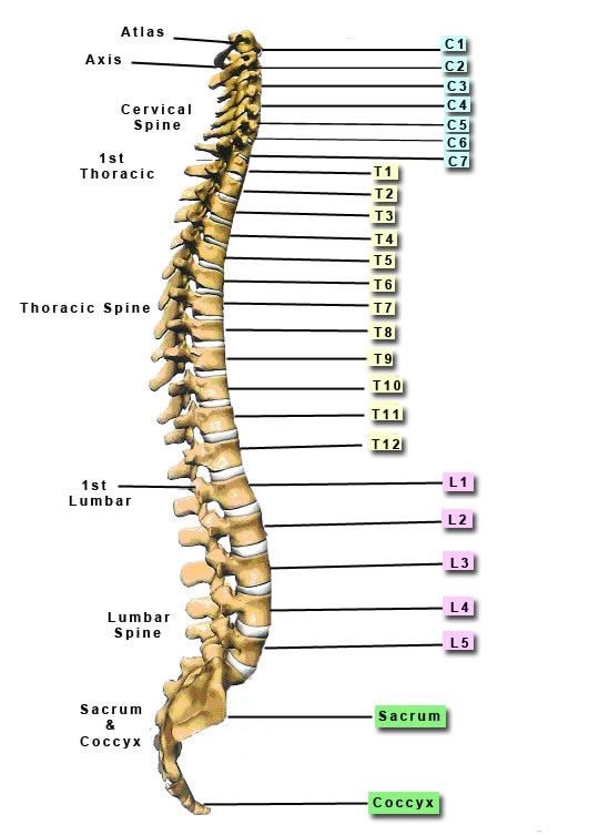 后背脊柱中间疼痛怎么办(您有背痛吗)