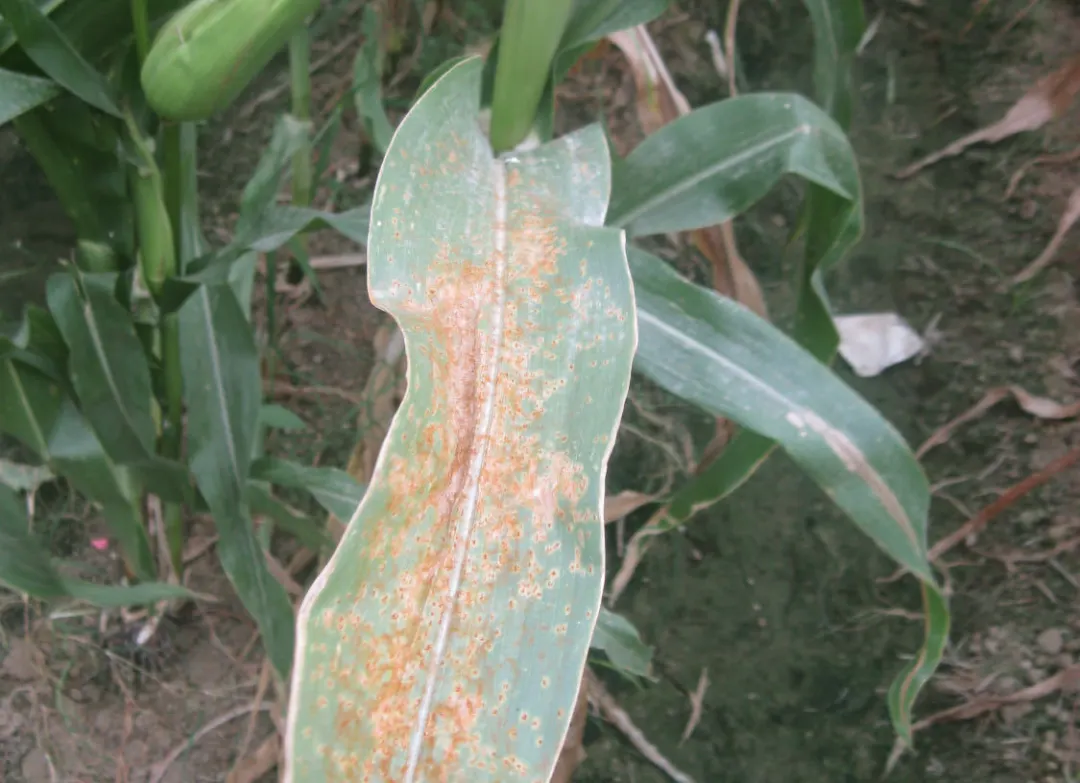 玉米叶部常见病害合集,田间高清图片,防治方案也齐备啦