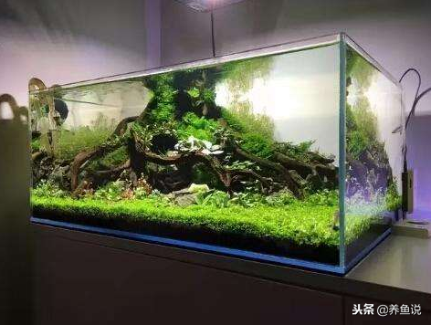 鱼缸水质浑浊常见的3种原因，每种情况具体分析，别急着换水