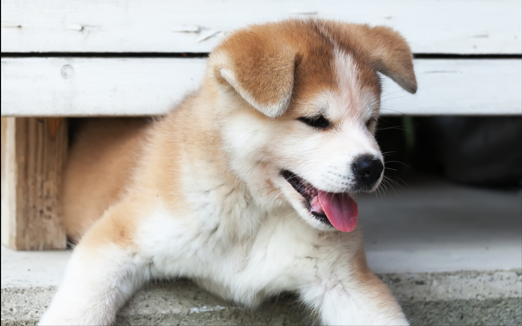 秋田犬壁纸可爱图片