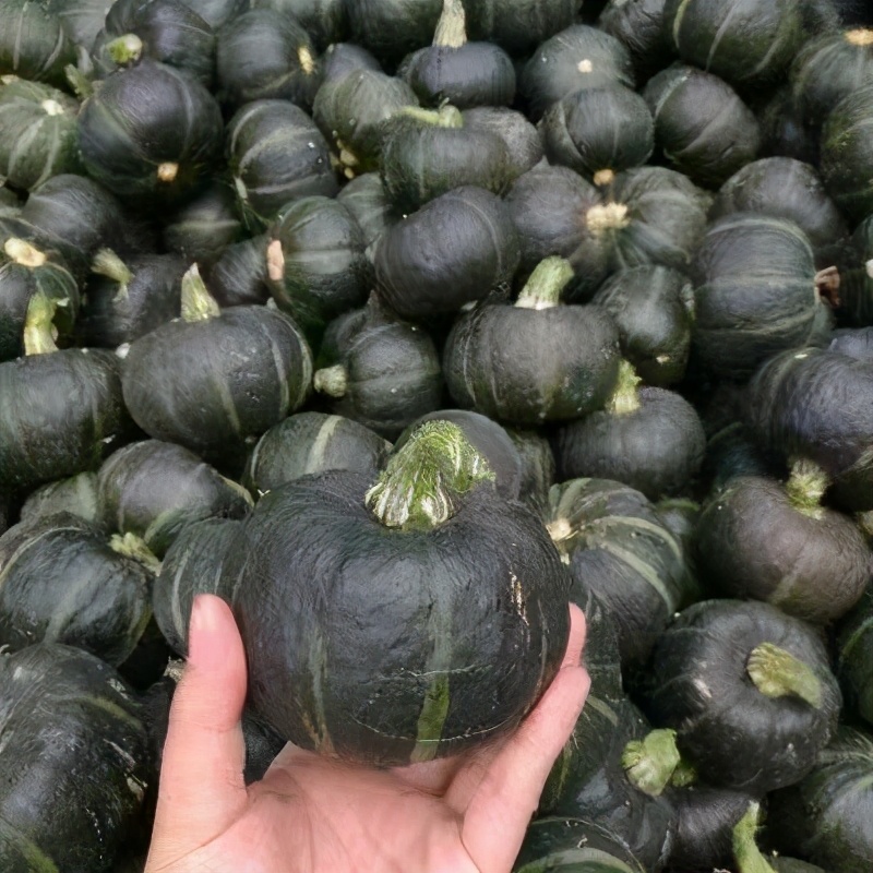 别看我小,我的营养可不输别人" 贝贝南瓜"是一种杂交培育的品种,个头