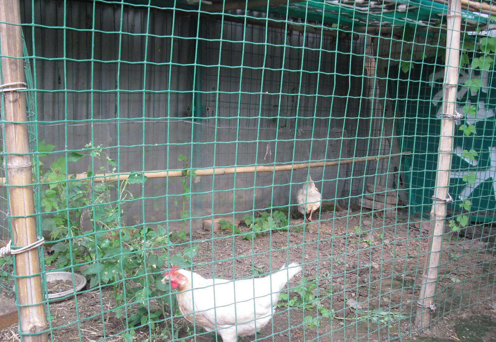 养鸡用铁丝网,养鸡用铁丝网围栏图片