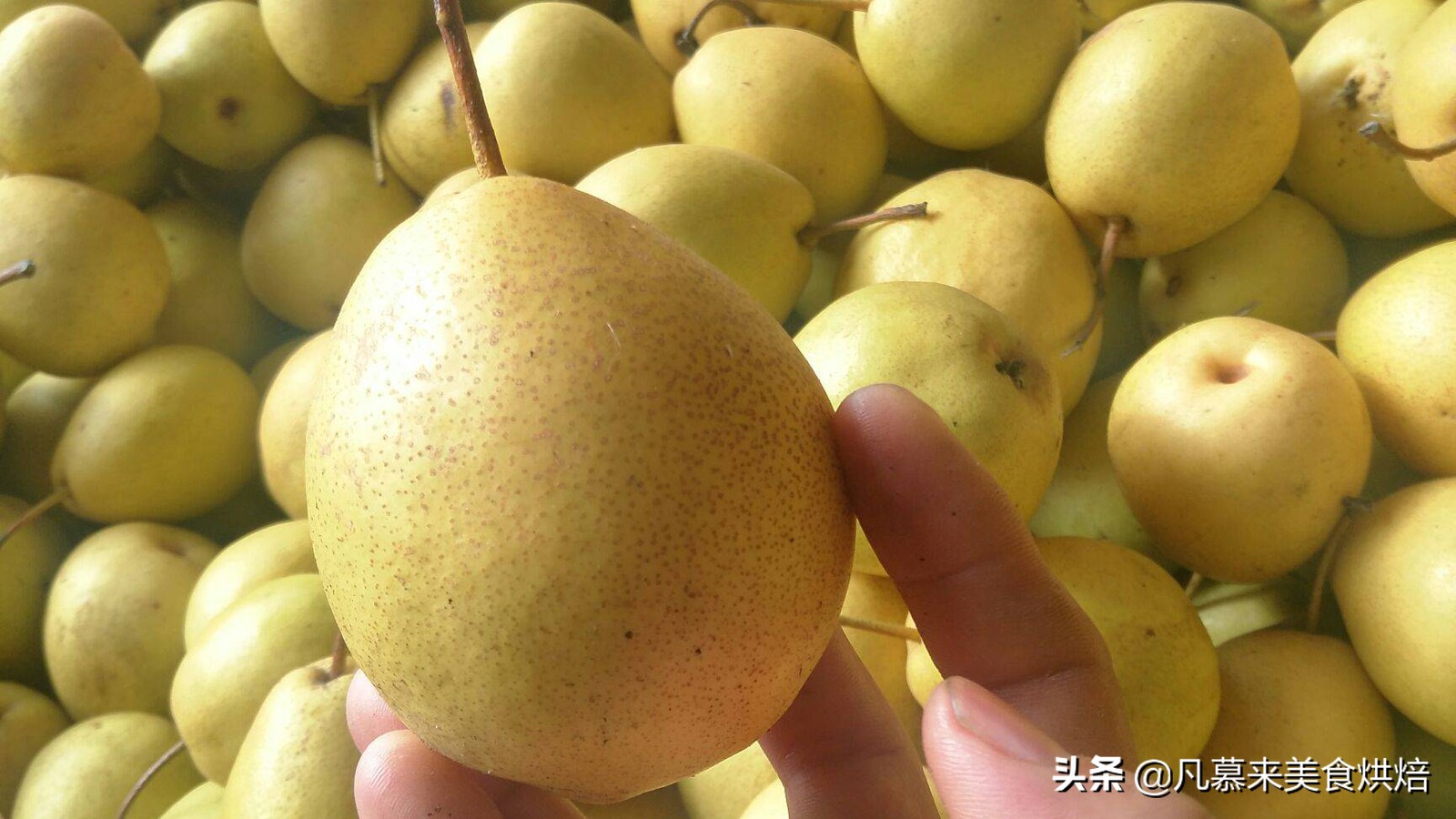 苹果梨图片（盘点全国最好吃的50种梨快收藏）